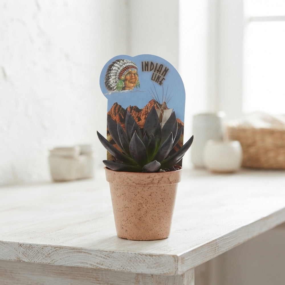 Mixed Succulent Arrangement – 8.5cm Pot