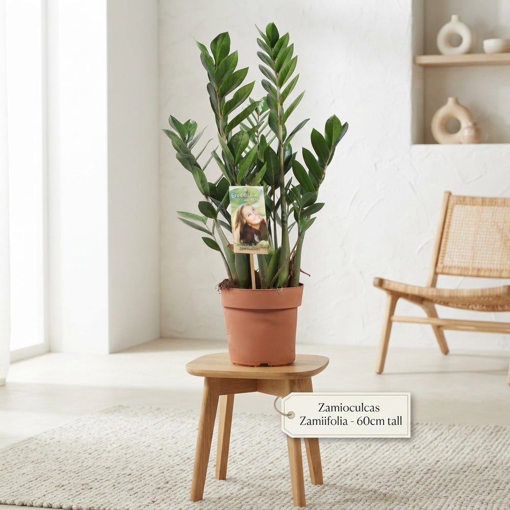 ZZ Plant (Zamioculcas zamiifolia) – 17cm Pot, 60cm
