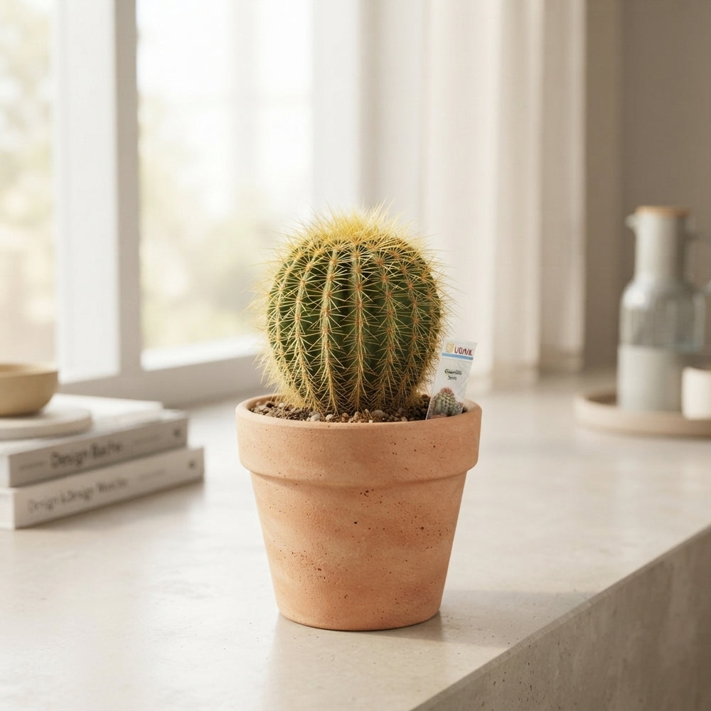 Mixed Cactus and Succulent Collection – 10.5cm Pot