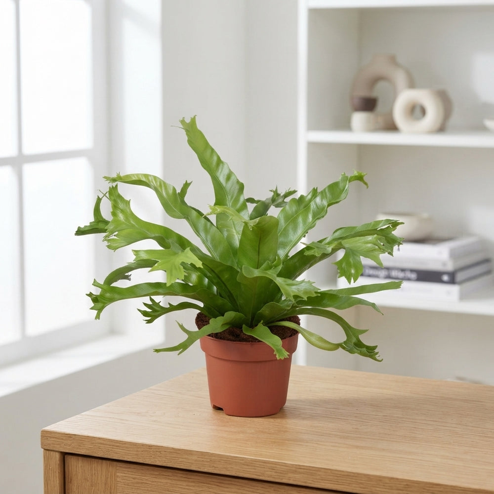 Asplenium ‘Crissie’ Fern – 12cm Pot, 25cm High