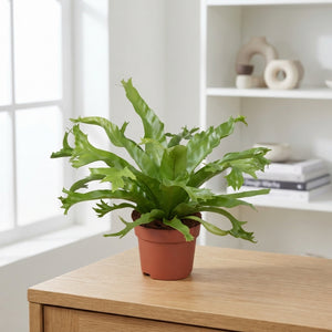 Asplenium ‘Crissie’ Fern – 12cm Pot, 25cm High