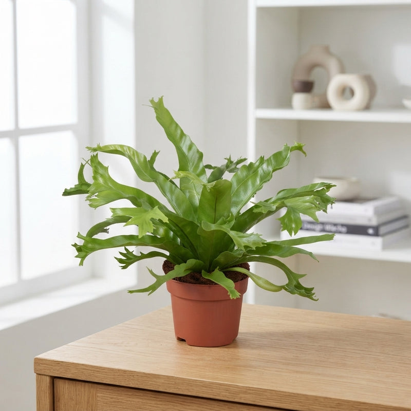 Asplenium ‘Crissie’ Fern – 12cm Pot, 25cm High