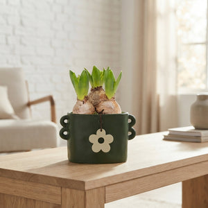Hoya Arrangement in Ceramic Cylinder Pot – 16cm