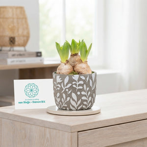 Bloom & Brush Plant Arrangement – 12cm Concrete Pot