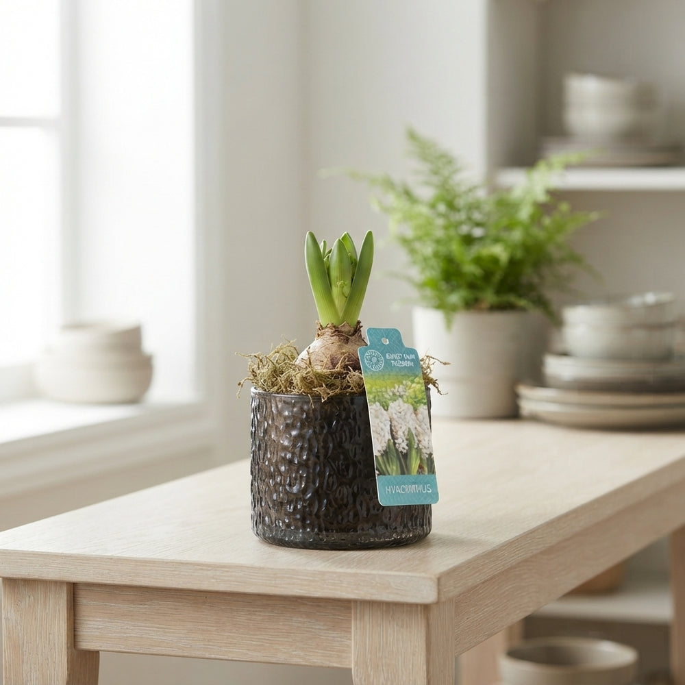 Autumn Glass Plant Arrangement – 9cm Pot