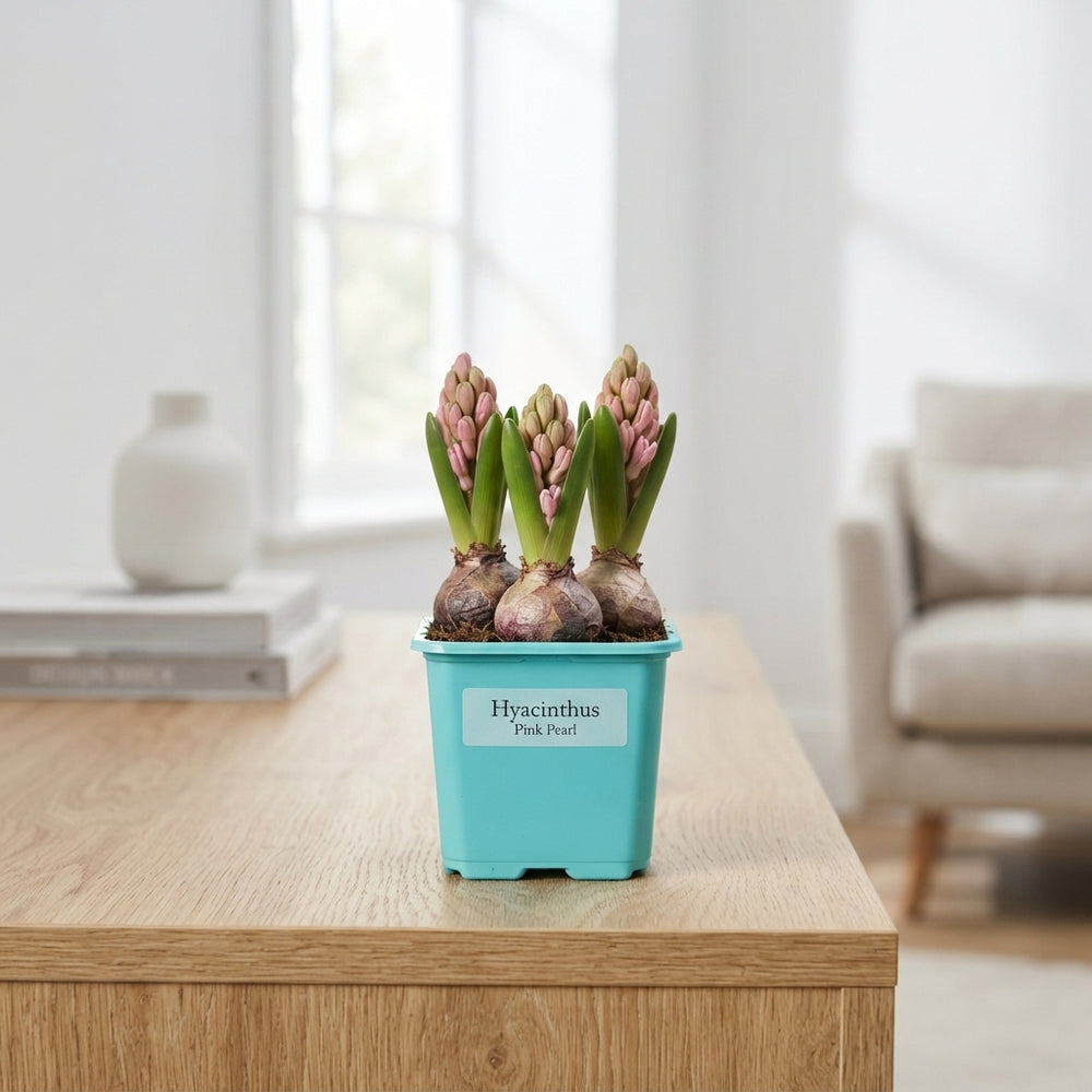 Pink Pearl Hyacinth (Hyacinthus orientalis) – 12cm Pot