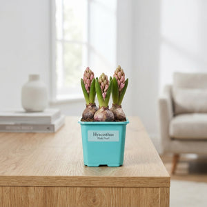 Pink Pearl Hyacinth (Hyacinthus orientalis) – 12cm Pot