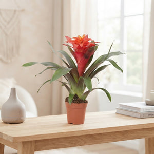Red Guzmania (Guzmania) – 12cm Pot, 48cm High