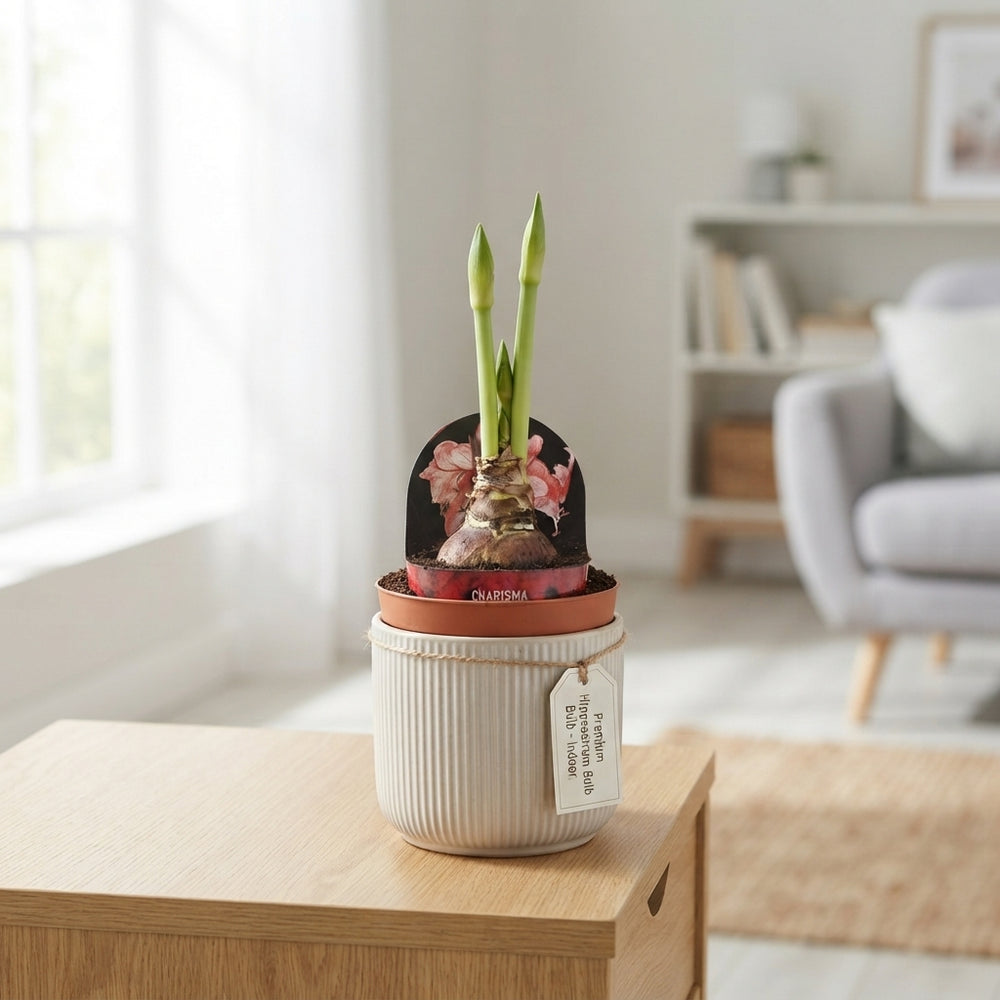 Mixed Hippeastrum (Amaryllis) – 12cm Pot