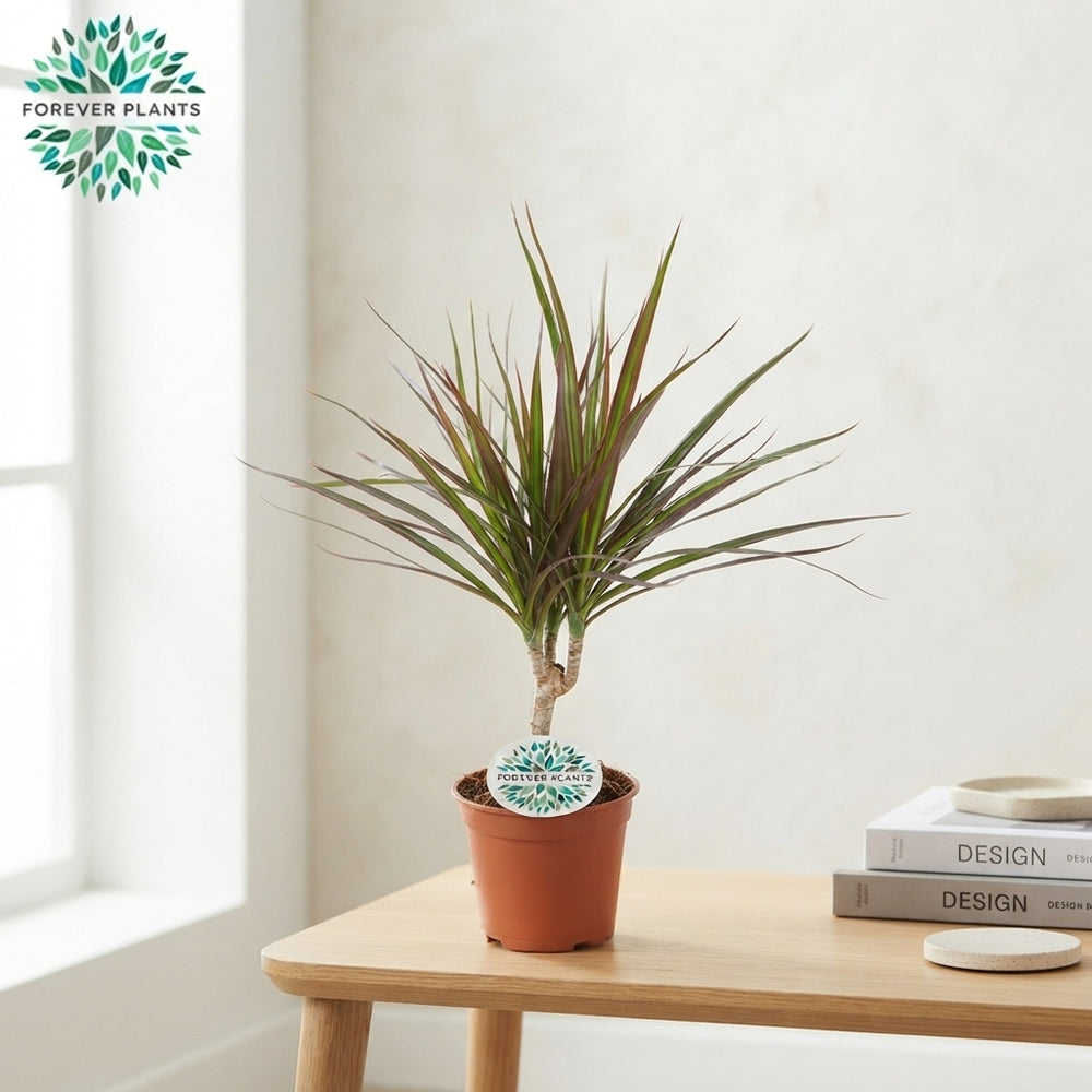 Dragon Tree (Dracaena marginata) – 14cm Pot, 55cm