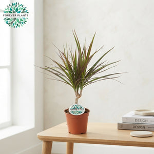 Dragon Tree (Dracaena marginata) – 14cm Pot, 55cm