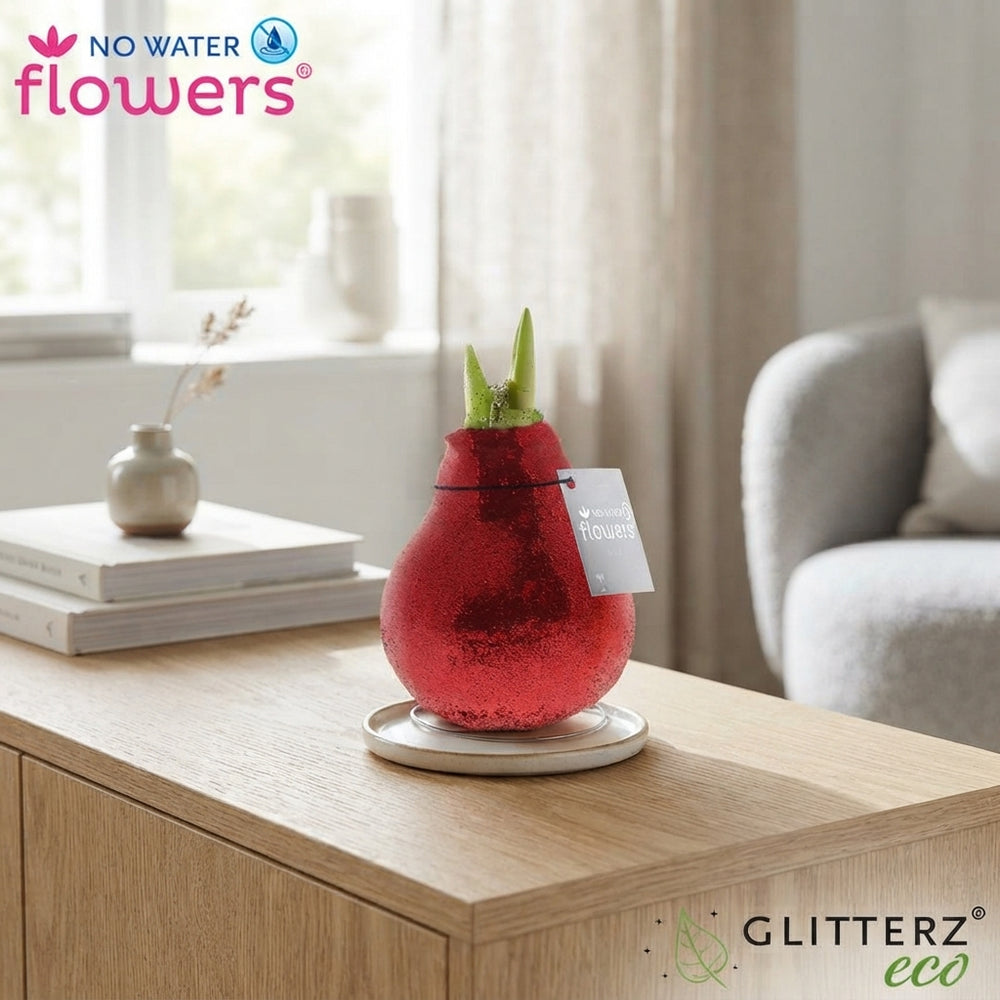 Mixed Glitter Waxed Amaryllis (Hippeastrum)