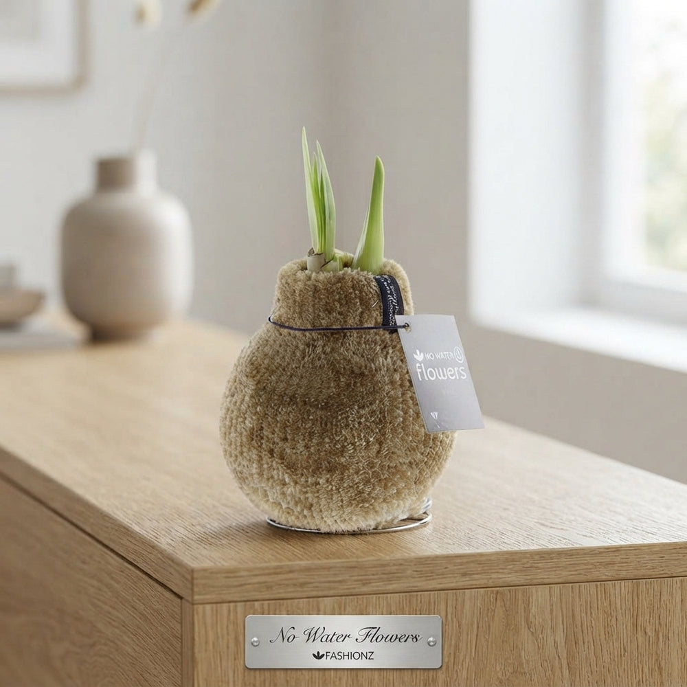 Hippeastrum ‘Cozy Teddy’ Waxed Flower Bulb
