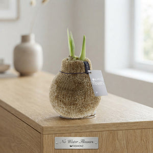 Hippeastrum ‘Cozy Teddy’ Waxed Flower Bulb