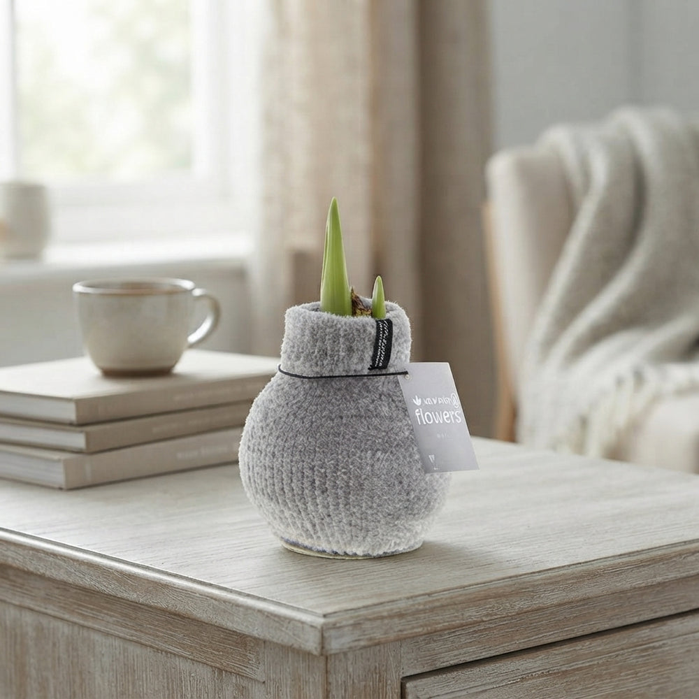 Waxed Hippeastrum ‘Cozy Fluffy’ Flowering Bulb
