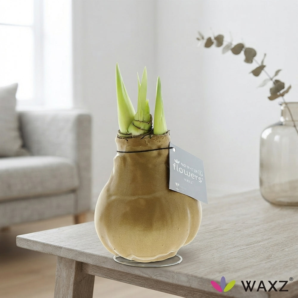 Gold Waxed Hippeastrum (Amaryllis) – 2 Stems