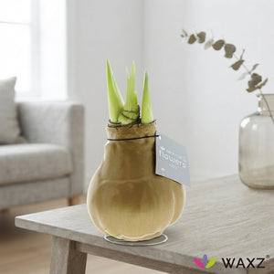 Gold Waxed Hippeastrum (Amaryllis) – 2 Stems