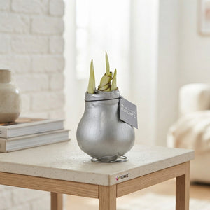Silver Waxed Hippeastrum (Amaryllis) – 2 Stems