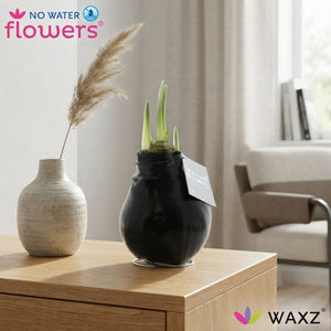Black Waxed Hippeastrum (Amaryllis) – 2 Stems
