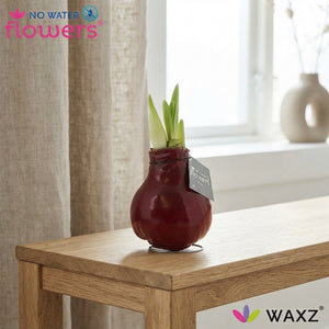 Waxed Hippeastrum Mixed Colours – 2 Stems