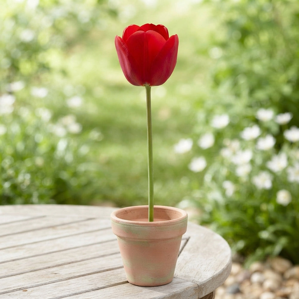 Mixed Triumph Tulip Flower Bulbs – 12cm+