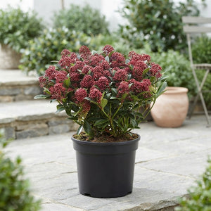 Skimmia japonica 'Antique' – 31cm Pot, 65cm High