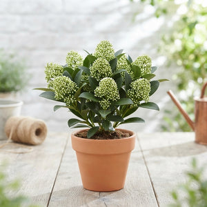 Skimmia japonica 'White Globe' – 10.5cm Pot
