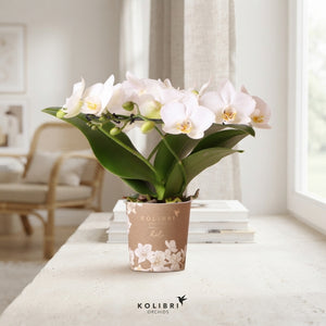 White Phalaenopsis Orchid ‘Kolibri Halo’ – 9cm Pot