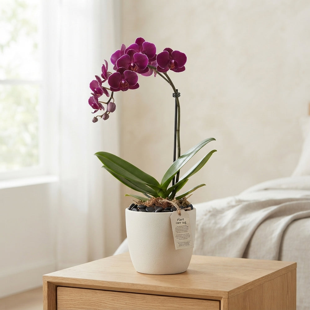 Mixed Phalaenopsis Orchid – 1 Stem, 12cm Pot