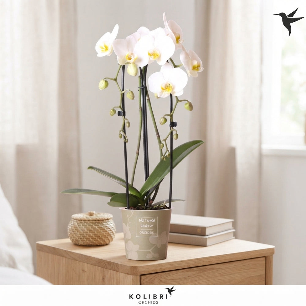 Mixed Phalaenopsis Orchid – 1 Stem, 12cm Ceramic Pot
