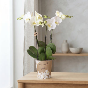 White Phalaenopsis Orchid – 4 Stem, 12cm Pot