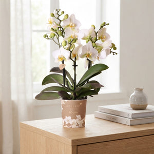 Kolibri Lausanne Phalaenopsis Orchid – 9cm Pot