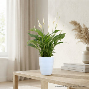 White Peace Lily (Spathiphyllum 'Chopin') – 9cm Pot
