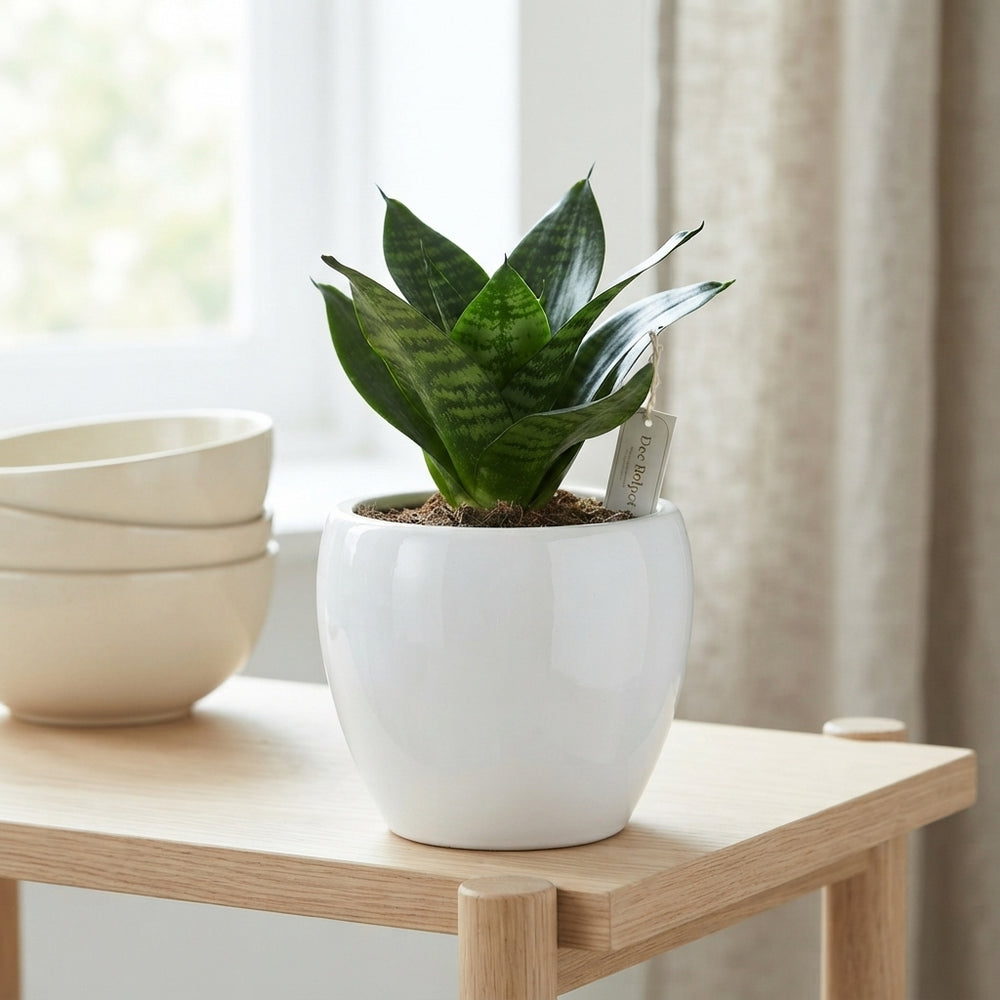 Monaco White Ceramic Ornamental Pot – 12cm