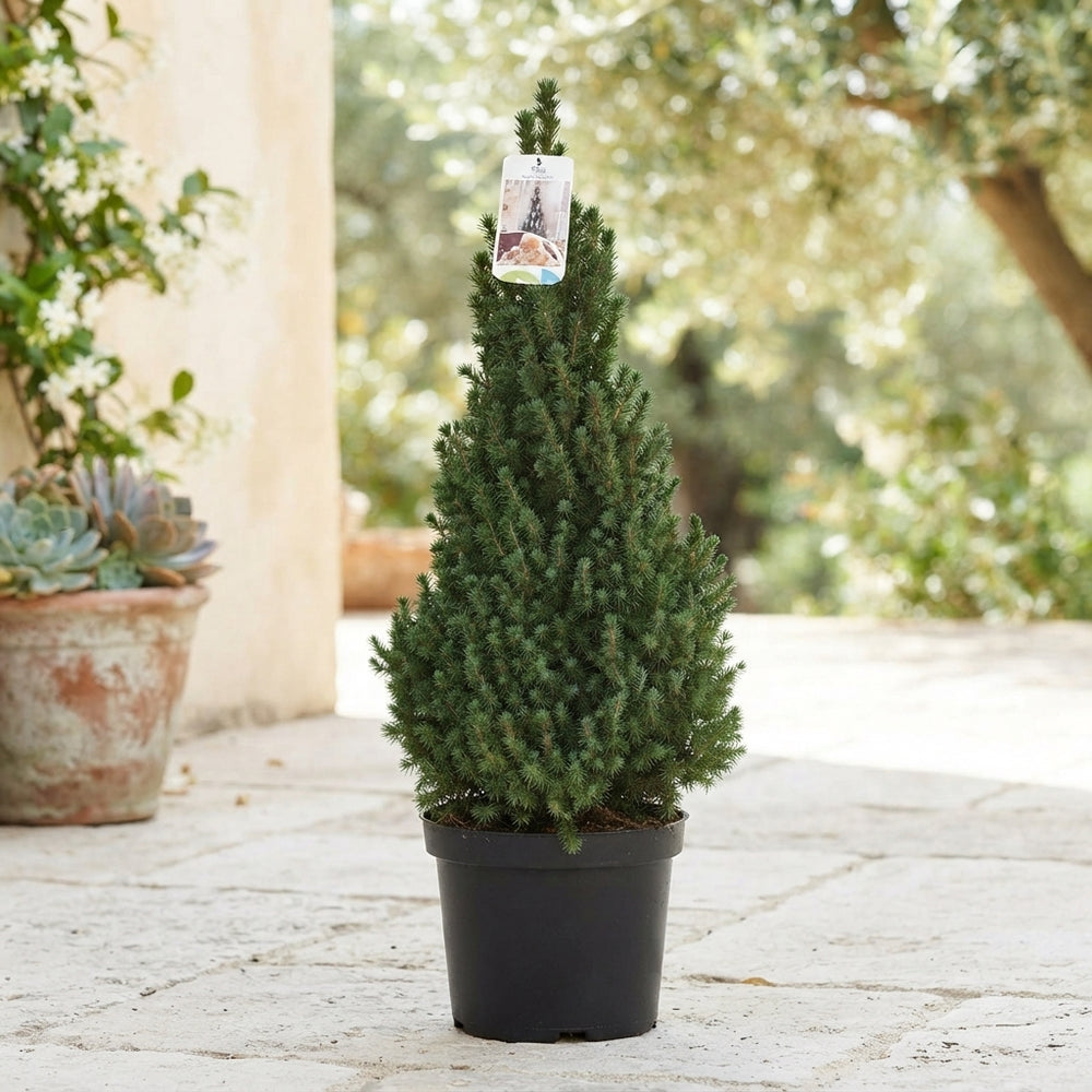 Picea glauca ‘Perfecta’ – 26cm Pot, 90cm High