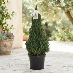Picea glauca ‘Perfecta’ – 26cm Pot, 90cm High