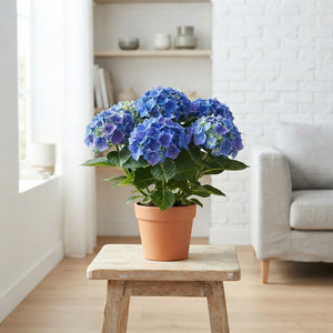 Blue Hydrangea (Hydrangea macrophylla) – 14cm Pot