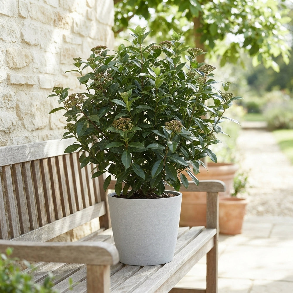 Viburnum tinus Laurustinus – 19cm Pot, 75cm