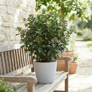 Viburnum tinus Laurustinus – 19cm Pot, 75cm