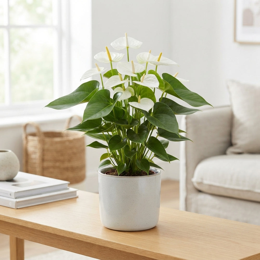 White Anthurium Houseplant – 17cm Pot, 65cm High