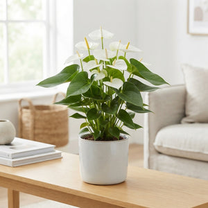 White Anthurium Houseplant – 17cm Pot, 65cm High