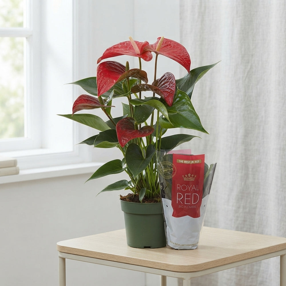 Anthurium ‘Querida’ – 14cm Pot, 55cm Tall
