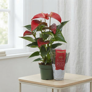 Anthurium ‘Querida’ – 14cm Pot, 55cm Tall