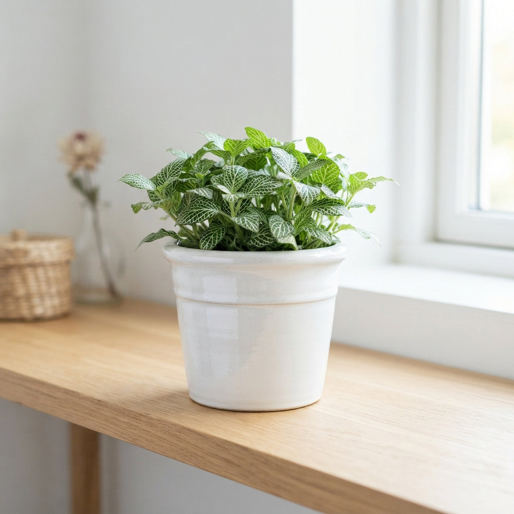 Monaco White Ceramic Ornamental Plant Pot – 12cm