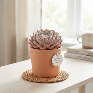 Echeveria ‘Mazarine’ Mixed Succulent – 12cm Pot