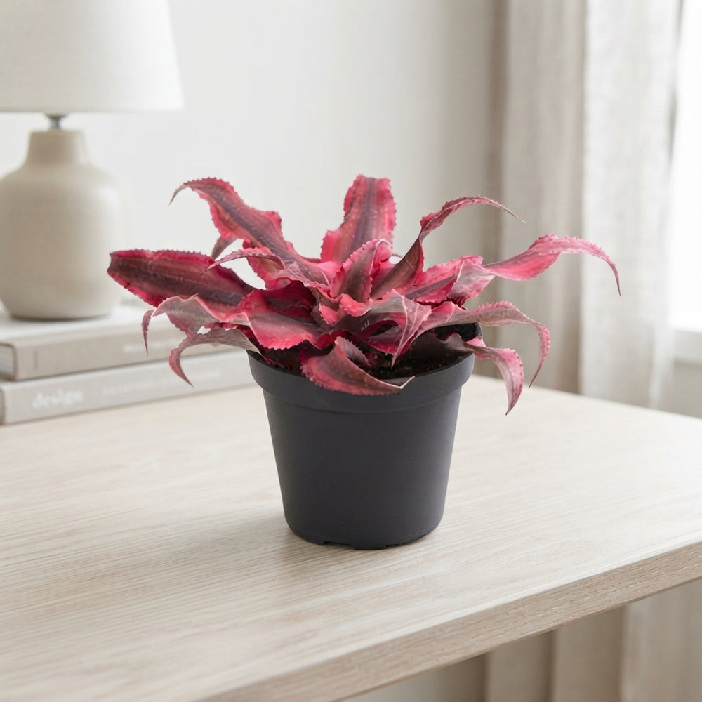 Cryptanthus Bromeliad – 6cm Pot