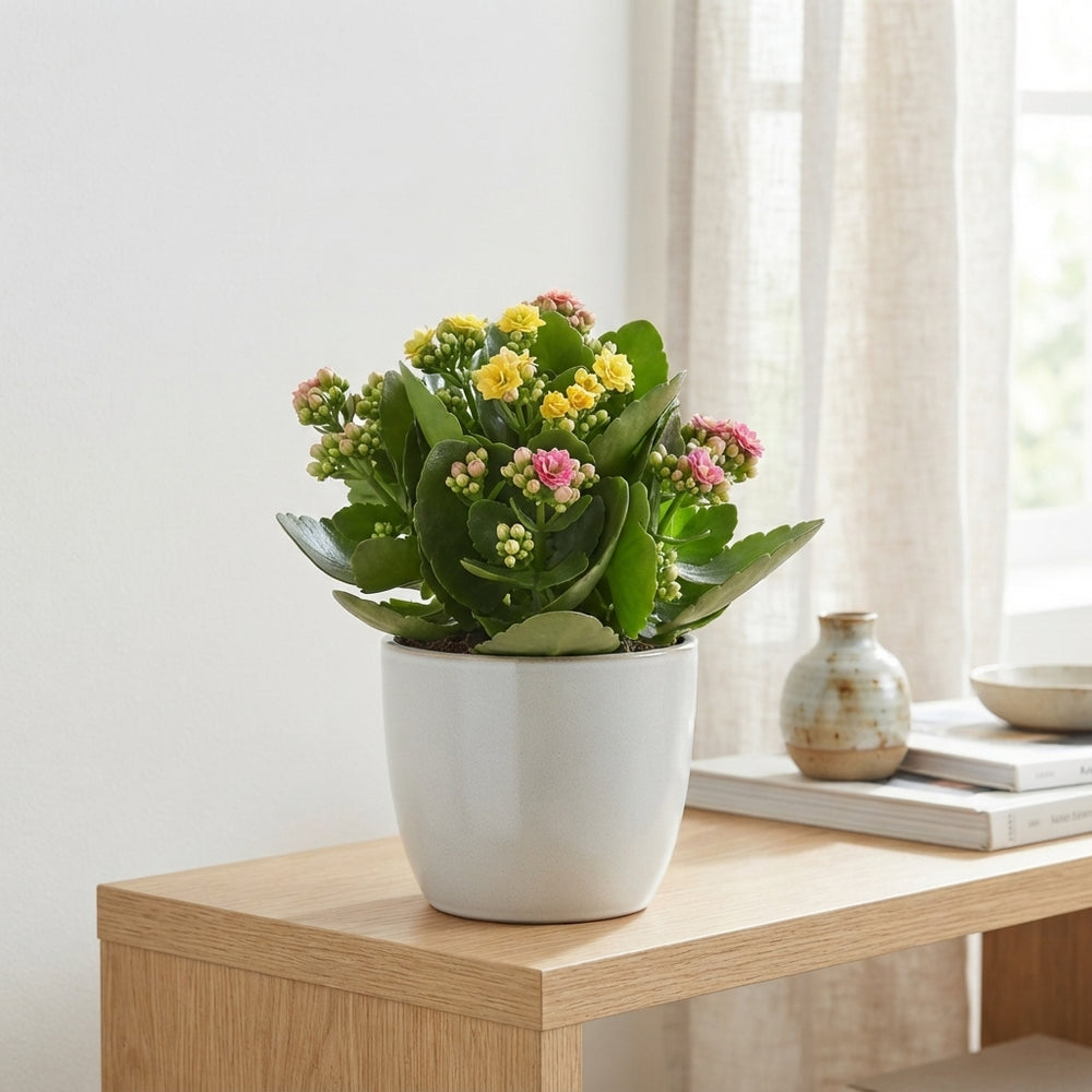 Kalanchoe Carnaval – 23cm Pot, 27cm High