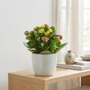 Kalanchoe Carnaval – 23cm Pot, 27cm High