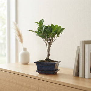 Mixed Indoor Bonsai Tree – 12cm Ceramic Pot