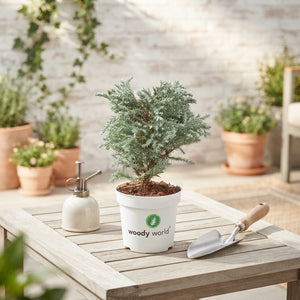 Mixed Chamaecyparis Garden Plant – 11cm Pot